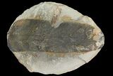 Fossil Neuropteris Seed Fern (Pos/Neg) - Mazon Creek #89921-1